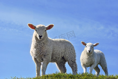 两个可爱的好奇羔羊在春天看摄像机