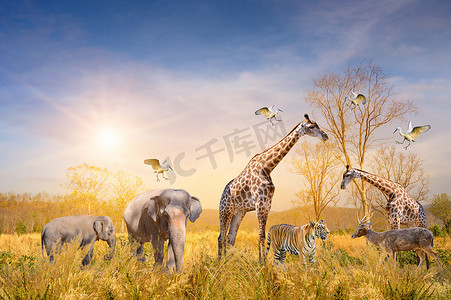 游牧民族摄影照片_一大批非洲游牧民族的动物。野生动物保护概念