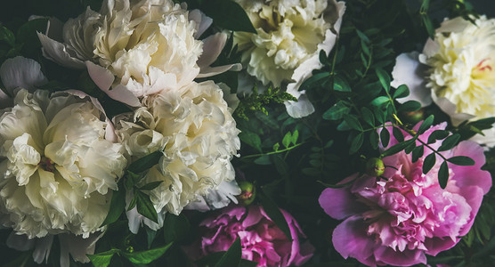 粉色花底纹素材摄影照片_白色和粉色牡丹花朵 