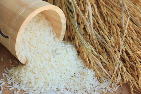 水稻植株摄影照片_粮食水稻和水稻植株