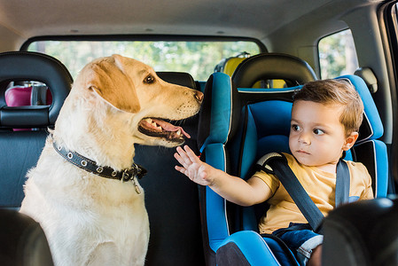 可爱的狗摄影照片_可爱的学步男孩在安全座椅触摸拉布拉多狗在后座