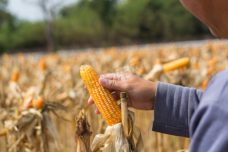 作为农产工业和农产品概念的干玉米地农民或种植者手中的闭塞成熟饲料玉米芯
