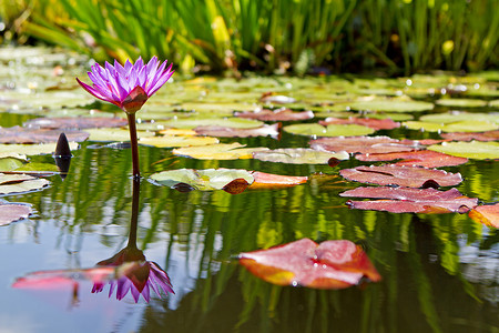 漂浮紫色摄影照片_紫色水百合花在荷花池