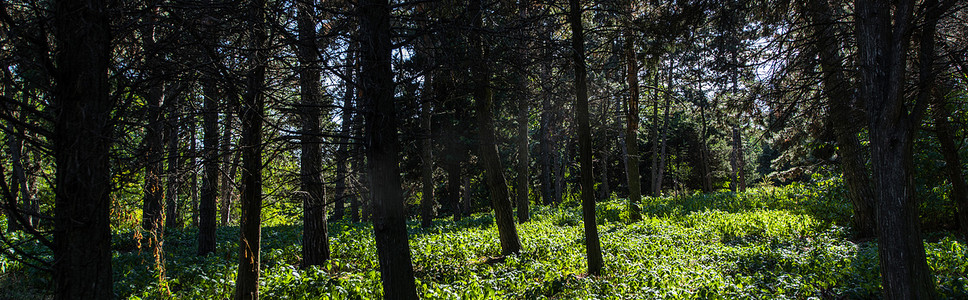 森林中的树木和绿草，阳光普照，全景拍摄