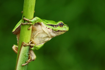 坐在草地摄影照片_漂亮的绿色树蛙