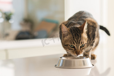 在一个金属碗上吃的漂亮猫咪猫。可爱家养动物.