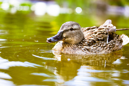 黑色小鸟摄影照片_一只美丽的棕色野鸭在池塘、河里、湖中游动，还有绿黄的水。羽毛水鸟。一只长着黑色喙的可爱的小鸟.