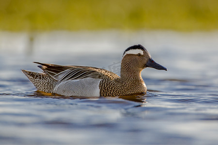 男 garganey 鸭