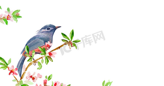 小鸟水彩摄影照片_在开花嫩枝上的鸟. 