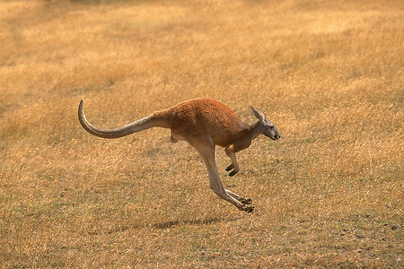 澳大利亚红袋鼠、大黄蜂、成虫赛跑  