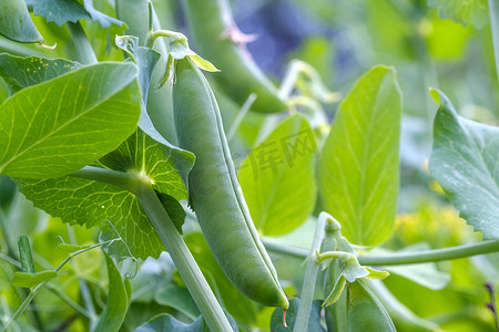 青豆豌豆蚕豆摄影照片_树枝上的豌豆豆荚, 生长在绿叶中, 绿色背景