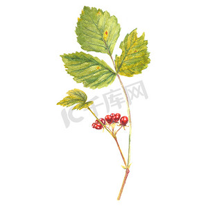 野生森林石头树莓浆果红色浆果绿色的叶子。现实的水彩画，白色背景上孤立.