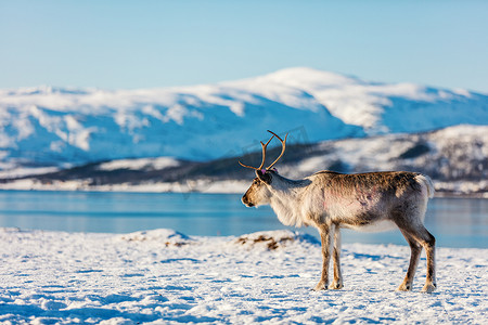 挪威北部的驯鹿在阳光明媚的冬日里拥有惊险的峡湾风光