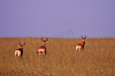 非洲羚羊在干燥的草原，马赛马拉中运行
