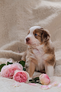 小玫瑰摄影照片_小澳大利亚牧羊犬在粉红玫瑰旁边的白色蓬松柔软的毛毯上涂上了红色的Merle 。度假卡片上漂亮的狗儿。情人节快乐。国际妇女日.
