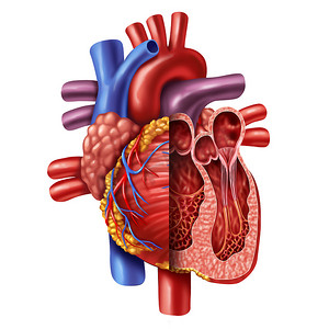 心脏的摄影照片_从一个白色背景的健康身体中解剖一个心脏横断面，作为一种三维图例式内心血管器官的医疗保健符号.