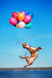 美国斯塔福郡梗狗跳在空中捕捉飞行的气球