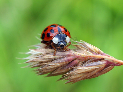 Mating lady bug