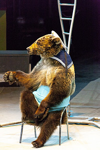 马戏团熊。熊表演在马戏团舞台上.