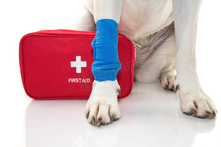 aid摄影照片_INJURED DOG. CLOSE UP PAW LABRADOR   WITH A BLUE BANDAGE OR ELASTIC BAND ON FOOT AND A EMERGENCY  OR FIRT AID KIT. ISOLATED STUDIO SHOT AGAINST WHITE BACKGROUND.