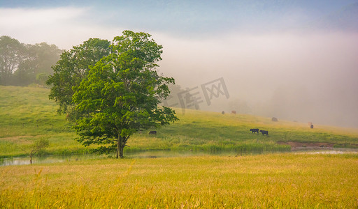 和牛摄影照片_树和牛在农场的场长，在一个有雾的早晨农村 