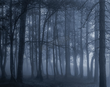 黑雾的树林里。转换为黑色和白色。健美的蓝色。（模拟摄影。滑膜 120)