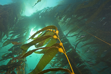 红油海带丝摄影照片_海藻海带森林水下在卡塔利娜岛礁