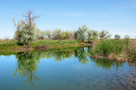 晴朗的一天摄影照片_草原河芦苇夏天。在视图中的这条河的意见。小蓝河由晴朗的一天