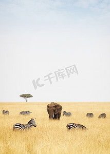 斑马和大象在高高的草丛领域 