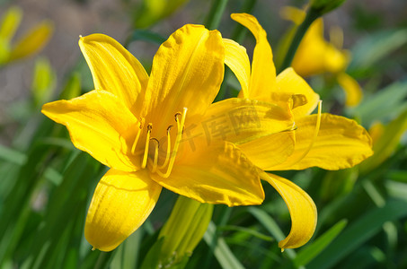 黄色百合 (hemerocallis) 特写镜头