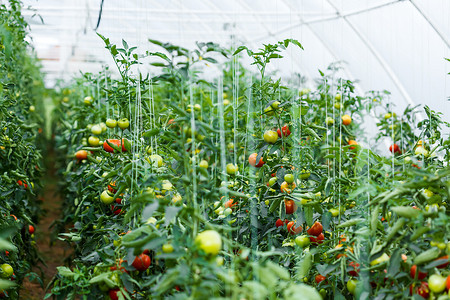 生长在温室番茄植物