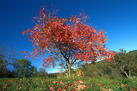 单红秋天一棵树