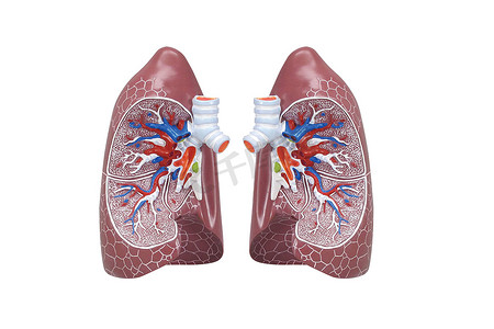 人类呼吸系统模型显示隆斯。解剖学教育中的人体物理模型。白色背景下孤立的3D渲染医学肺内部结构. 