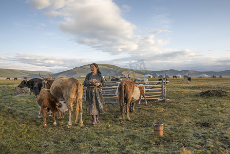 蒙古女人挤奶的奶牛