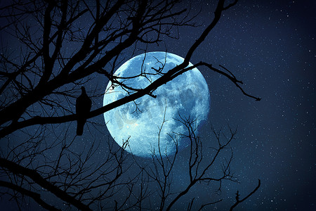 树剪影剪影摄影照片_树的剪影与鸟在它和月亮在星罗星背景。这张图片的元素是我的工作.