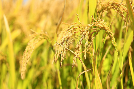 半成熟的棉花枝摄影照片_稻田里的成熟水稻,