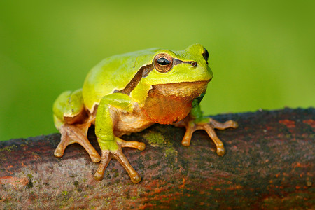 欧洲树蛙, 雨蛙 arborea, 坐在草稻草上, 有清晰的绿色背景。美丽的绿色两栖动物在自然栖息地。河边草地上的野青蛙栖息地. 