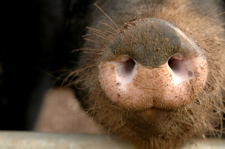 猪鼻子摄影照片_猪鼻子