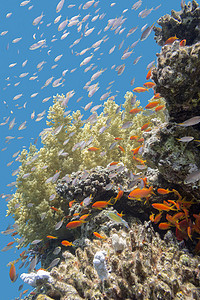 海鱼群摄影照片_带着丝丝小鱼群在热带海，水下珊瑚礁