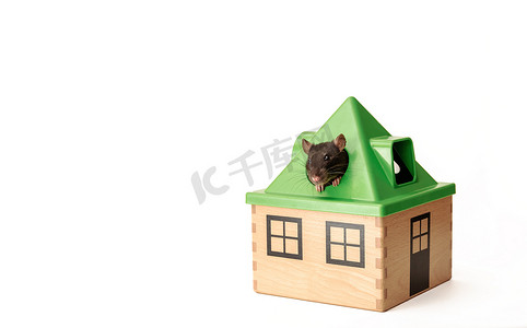 黑鼠在白色背景上从玩具屋的屋顶窥视，心情很好