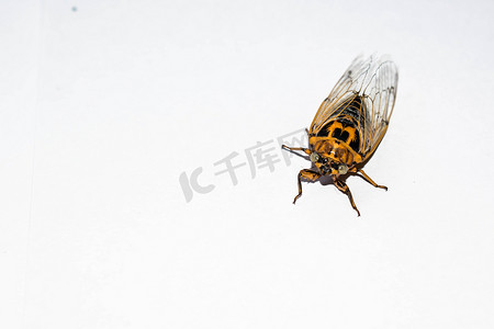 Cicada唱着一只大苍蝇，一只大昆虫苍蝇发出声音，在白色背景上隔离透明翅膀，进行设计