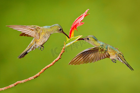 两只蜂鸟, 有粉红色的花。蜂鸟飞向美丽的红色花朵, 哥斯达黎加。行动野生动物场面从自然。鸟飞。动物的爱.