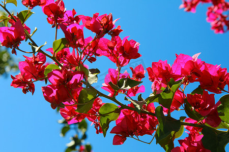 杜鹃摄影照片_蓝蓝的天空背景上的簕杜鹃花朵