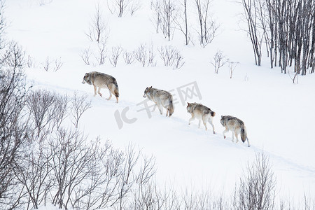 狼群在冷的景观中运行