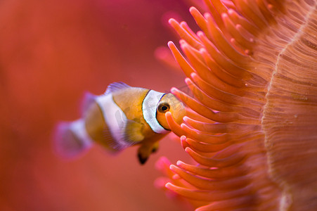里面的红色海葵小丑鱼 