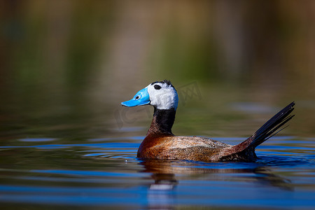 鸭子在湖里游泳。可爱的蓝色收费鸭。绿水反射。绿色自然背景。鸭：白头鸭。Oxyura 白头脑.