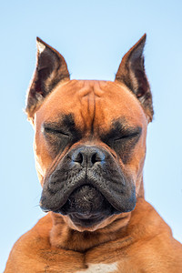 蓝色天空摄影照片_一个美丽的拳击手犬种的肖像