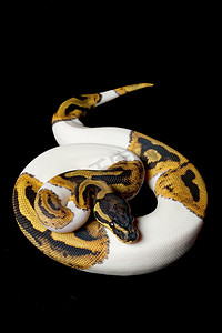 花斑球 python