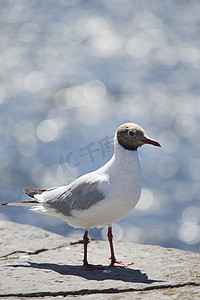 Seagull by the sea on summer day 