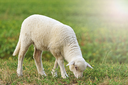 本周热点摄影照片_与阳光明媚的热点年轻只白色小羔羊